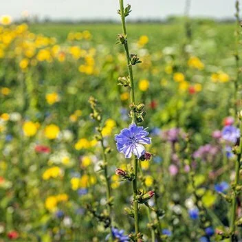 BIODIVERSITÉ